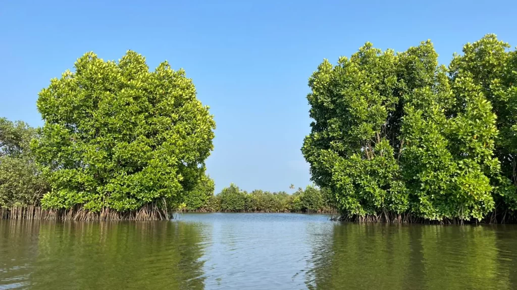 experiencing nature and wildlife during a kayaking tour in kochi