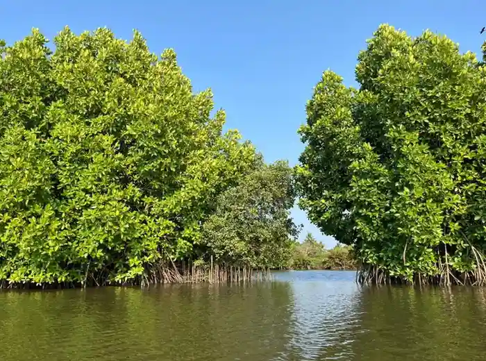 Kadamakkudy Kayaking: Hidden Backwater Paradise Near Kochi!
