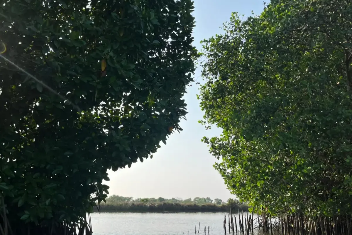 Mangrove Kayaking in Kerala: A Complete Eco-Adventure Guide!